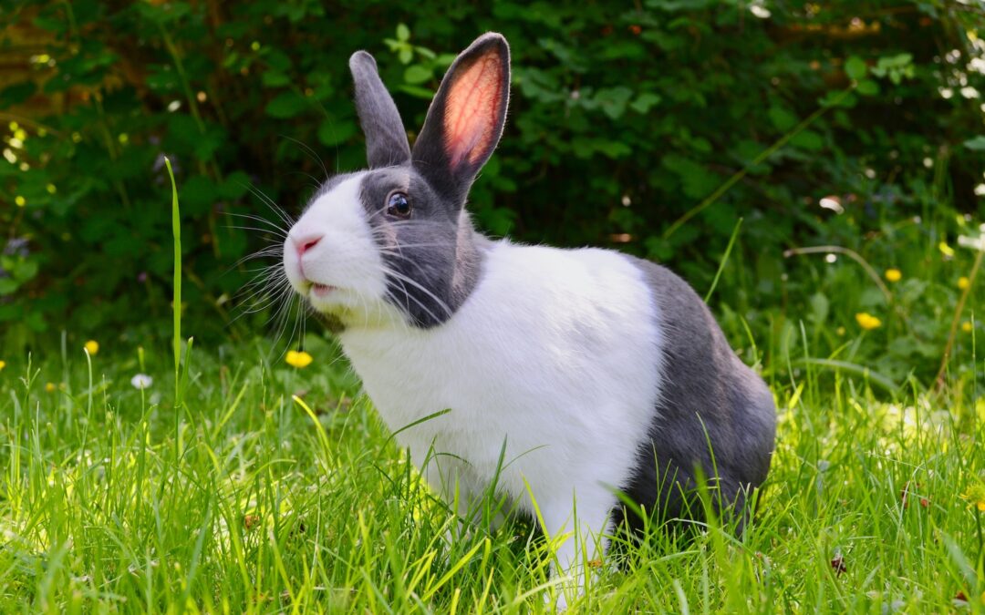 兔子主食牧草的主要特性介紹